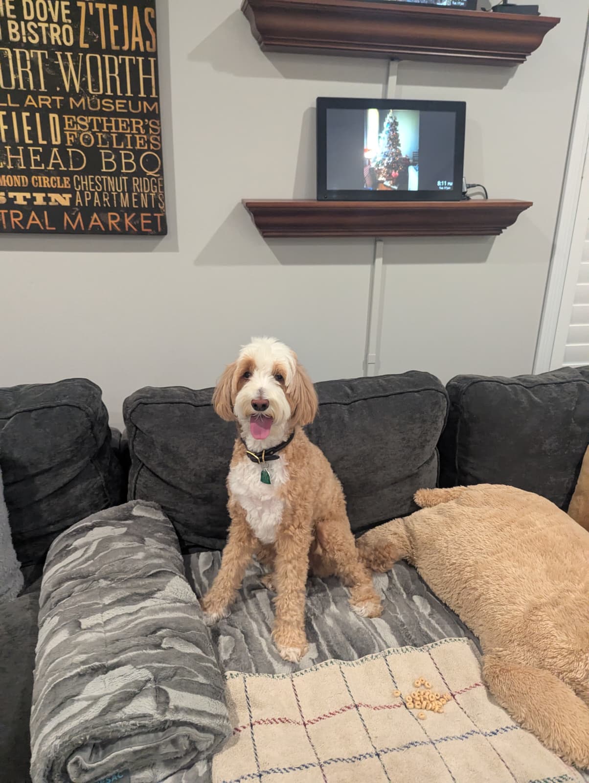 Scarlet sitting happyily on the couch