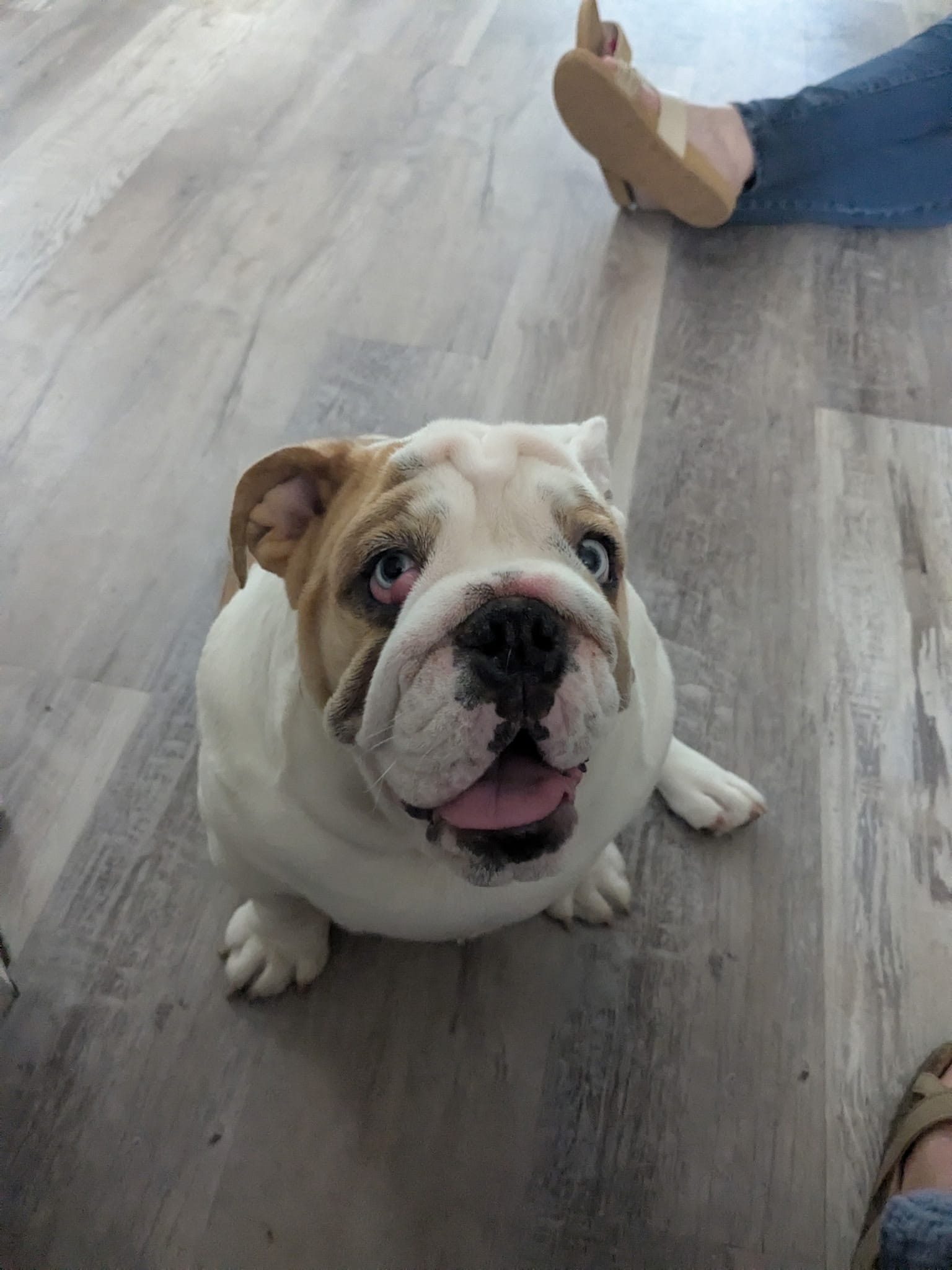 Blue waiting for a snack