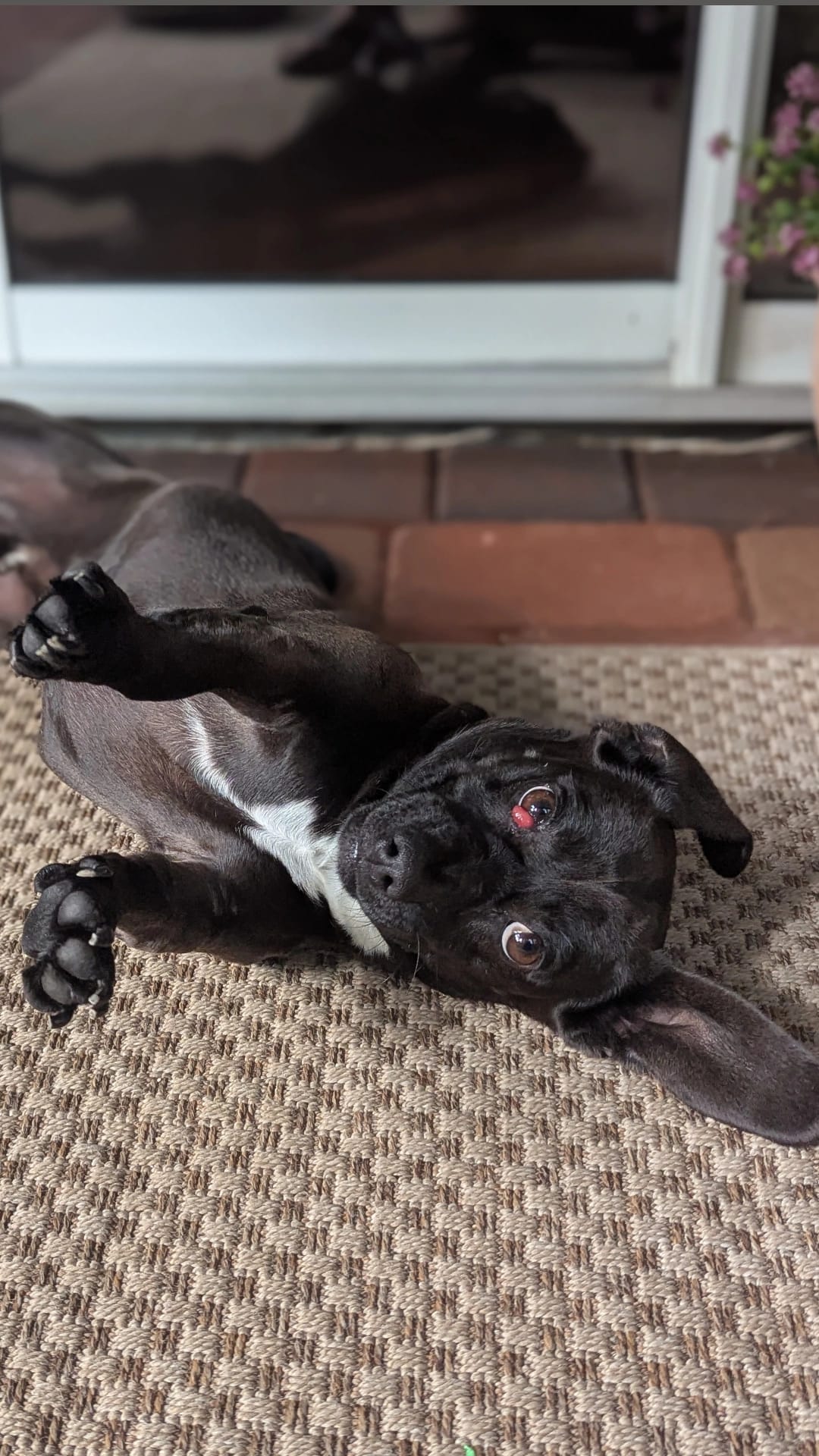 Odie enojoying laying on the carpet