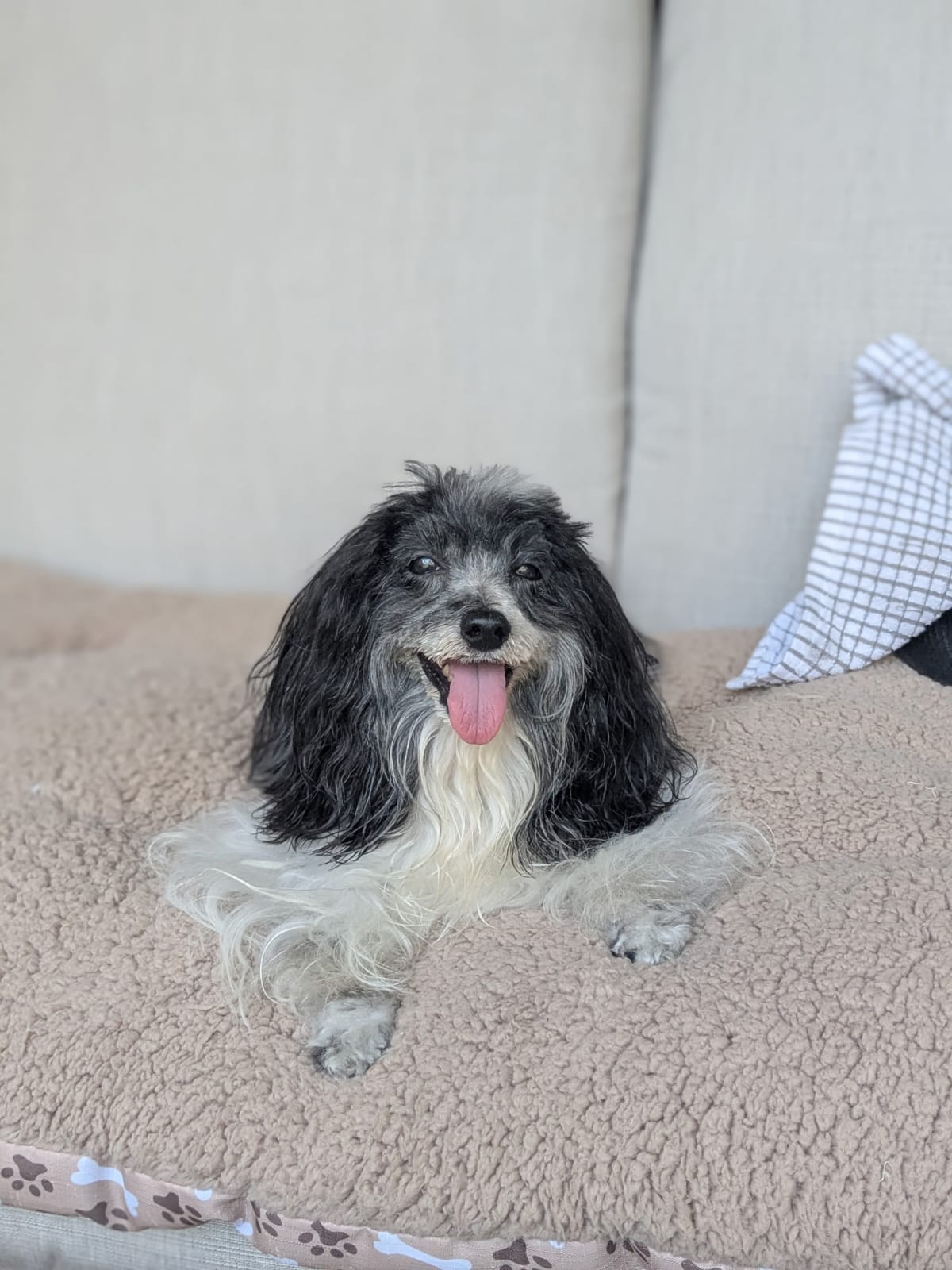 Riley's tongue out on the couch